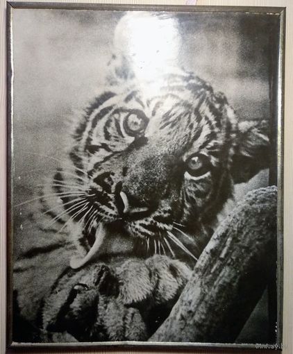 Художественная фотография "Тигренок",СССР,1974г.