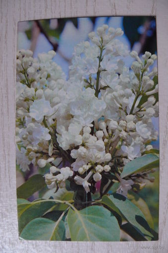 Матанов Н., Сирень; 1973, чистая.