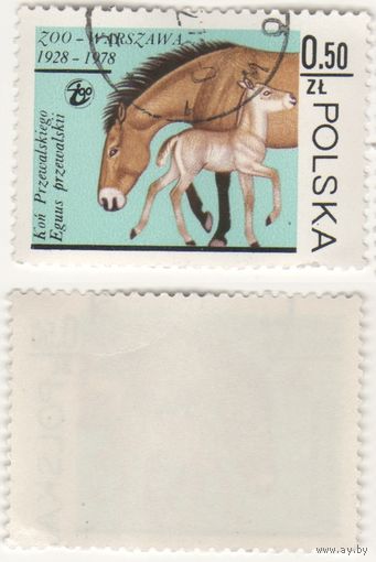 Польша 1978.11.10 (Mi)PL2584 марка из сер.Варшавский зоопарк - 0,50zl Лошадь Пржевальского (Equus przewalski) (г) (a1-10 ТОРГ/ВАША ЦЕНА