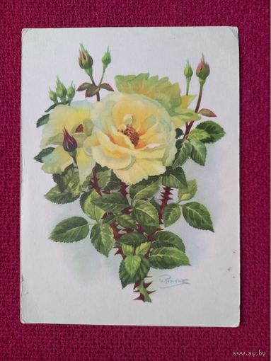 Роза чайная. Романов 1958 г. Чистая.
