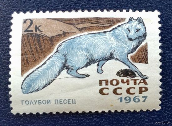 СССР.1967.Пушные звери - Голубой песец (1 марка, чистая)
