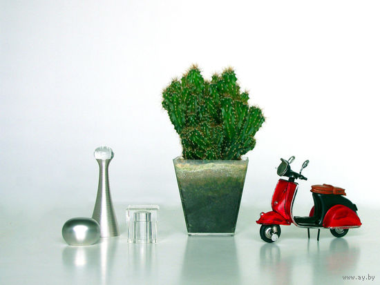 Кактус (скалистый цереус)