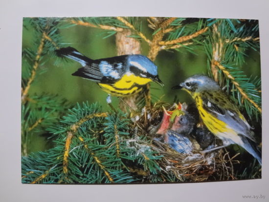 Календарик 1998 г. Синички у гнезда.