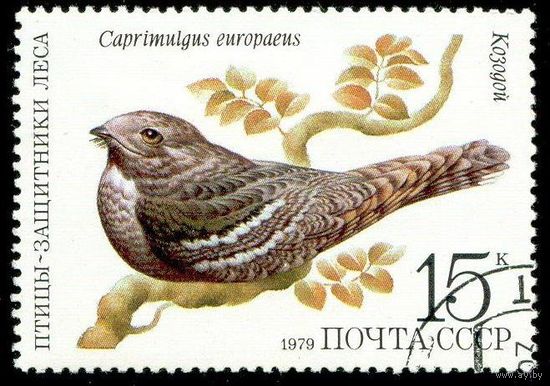 Птицы СССР 1979 год 1 марка