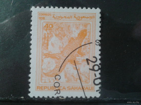 Сахара, 1998. Фауна