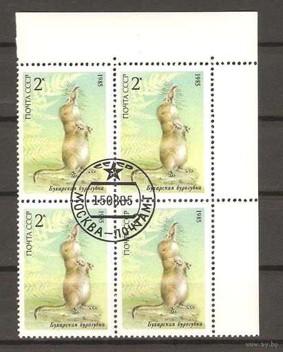 СССР.Квартблок 1985.Бухарская бурозубка.Животные Красной книги СССР.Состояние отличное.ГаШ.