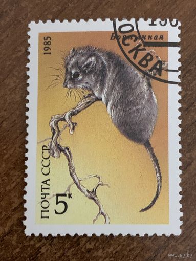 СССР 1985. Фауна СССР. Марка из серии