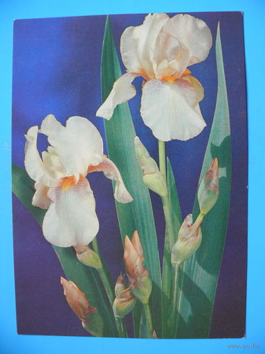 Френкель О.(фото), Цветы, 1982, чистая.