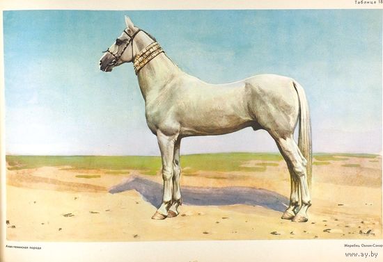 Породы лошадей. 24  картины худ. М.И. Сидоров и И.М. Сидорова