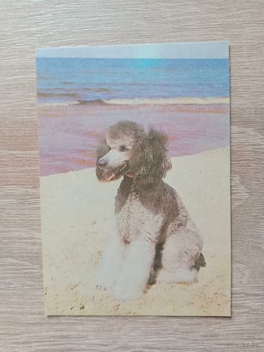 Календарик 1991