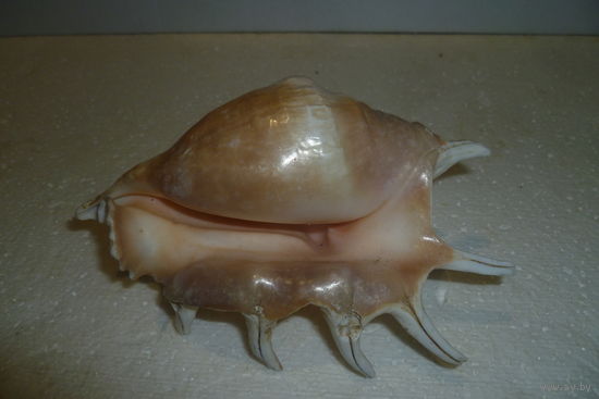 Морская Раковина