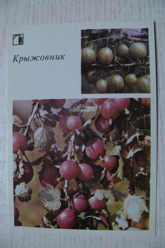 1986; Крыжовник (10*15 см).