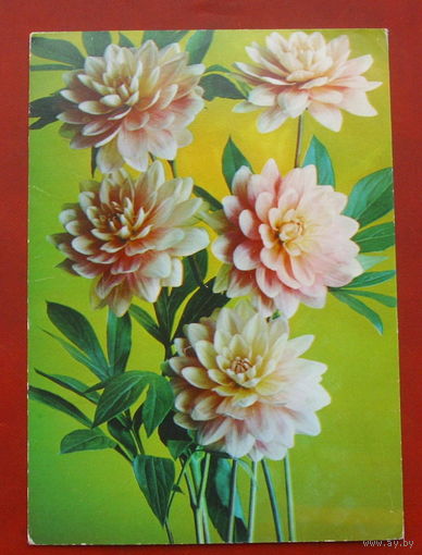 Георгины. Чистая. 1983 года. Фото Костенко. 1740.