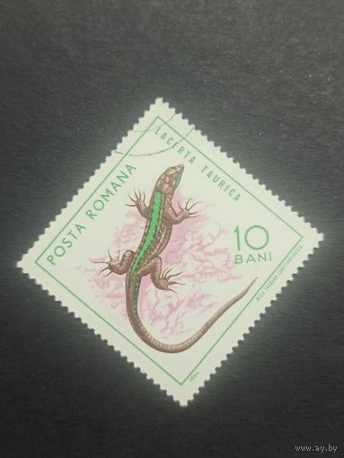Румыния 1965. Рептилии. Крымская ящерица