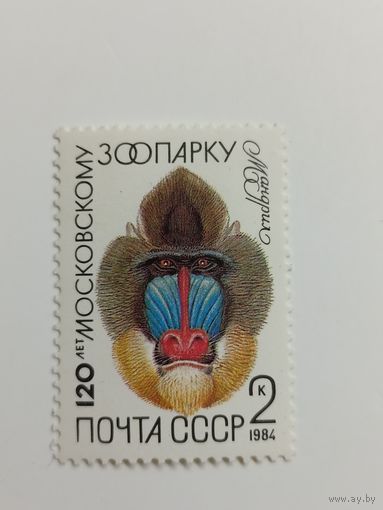 1984 СССР. Московский зоопарк. Фауна. Животные. Звери. Мандрил