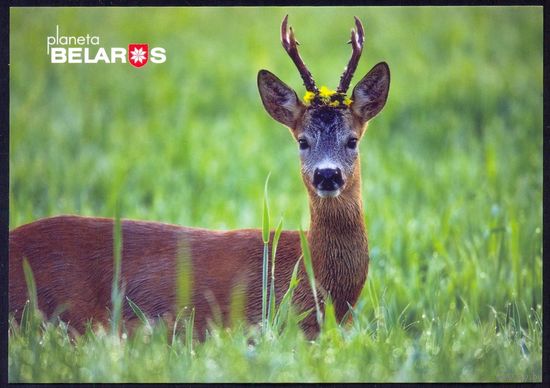 Планета Беларусь 2022 фауна косуля  Браславский район