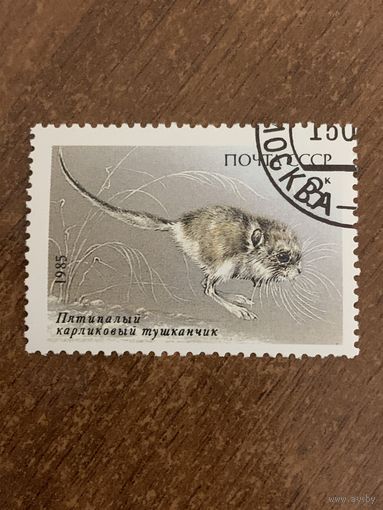 СССР 1985. Пятилапый карликовый тушканчик. Марка из серии