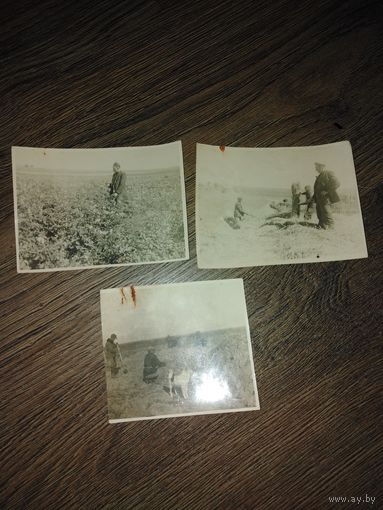 3 фото "на картошке"