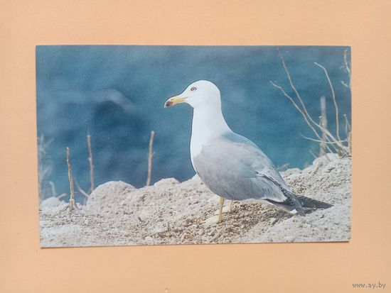 Открытка 1988