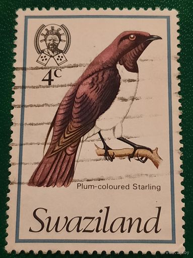 Свазиленд 1968. Фауна. Птицы. Plum-coloured Starling