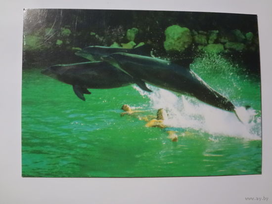 Календарик 1998 г.Дельфины.