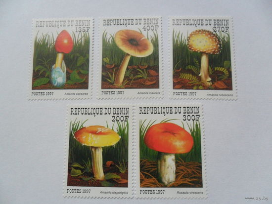 Бенин, грибы