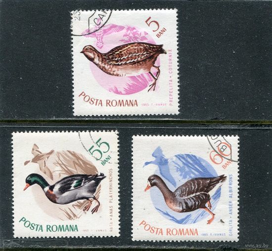 Румыния. Фауна. Птицы