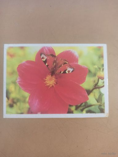 Календарь 1990/2 Цветы