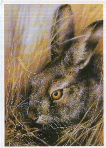 Чистая открытка 1989г. "Заяц-русак" худ. А. Исаков