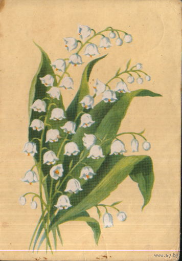 Подписанная открытка 1961 г. БССР "Ландыш" худ. В. Зеленов