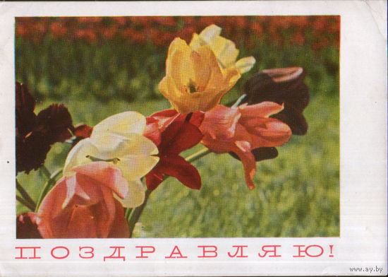 Подписанная открытка 1968г. "Тюльпаны" фото П. Смоляков