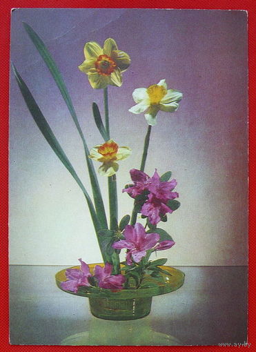 Цветы. Чистая. 1978 года. Якименко.