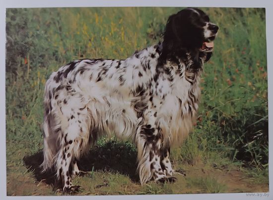 Английский сеттер. Открытка, 1989г.