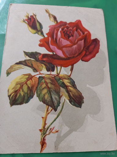 Роза Ходатаева