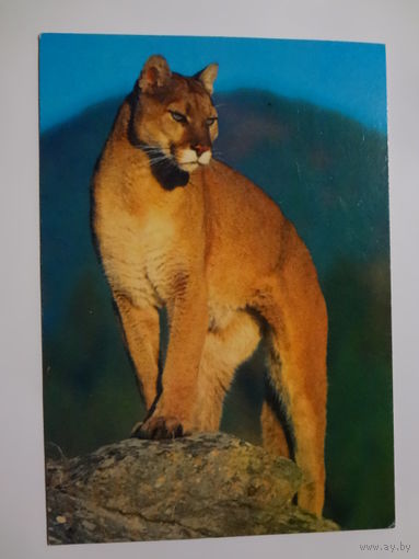 Календарик 1998 г. Пума.