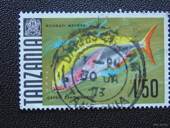Танзания. Морская фауна.