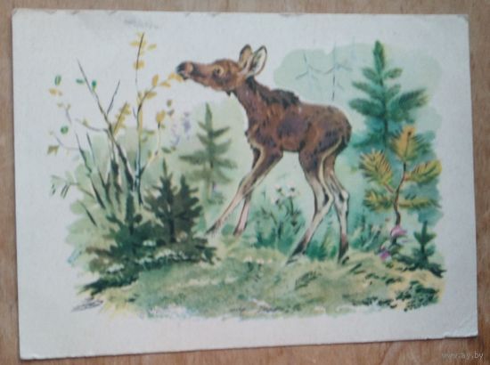 Фролов В. Лосенок. 1956 г. Подписана.