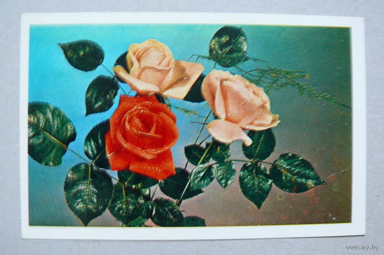 Лисецкий В.(фото), С днем рождения! 1974, подписана.