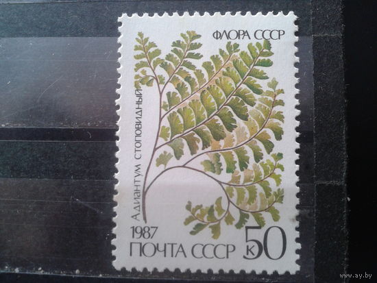 1987 Папоротник**, концевая