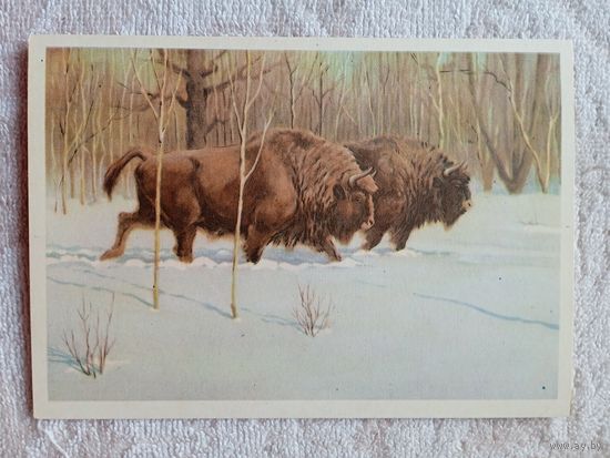 1954. Трофимов. Зубры