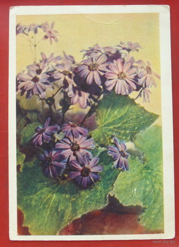 Цинерария. Чистая. 1961 года. Фото Раскина. 1684.