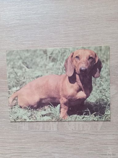 Календарик 1993