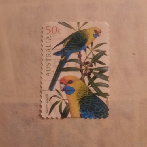 Австралия. Попугаи. Green Rosella