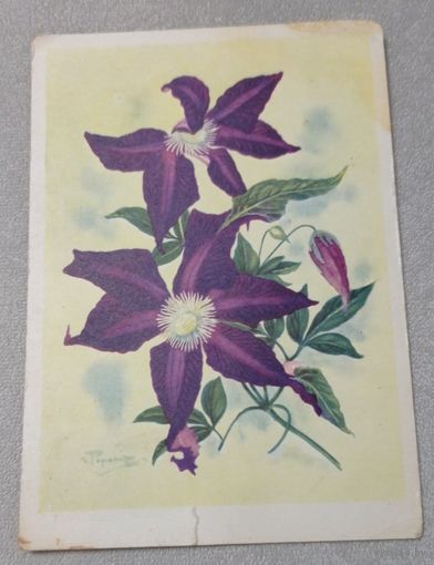Цветы: клематис Метаморфоза. Художник И.Я.Романов. Чистая, 1964, издательство "Советский художник"