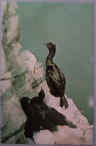 Бакланы. Открытка, 1985