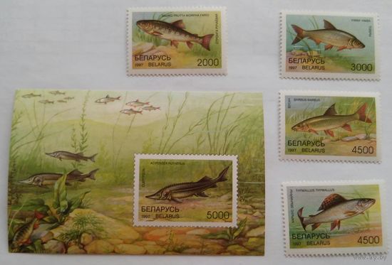 Беларусь 1997 Рыбы белоруси.