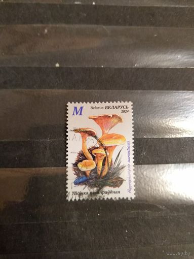 2024 Беларусь флора флора грибы (1-11)