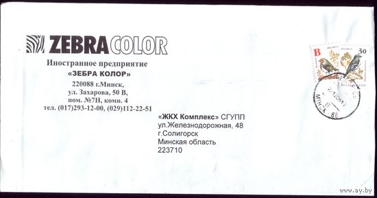 Зебра колор 3