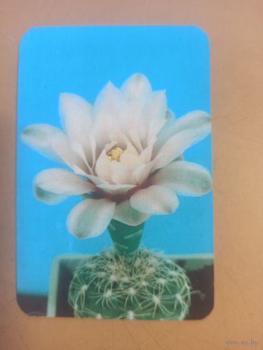 Календарь 1990/5 Цветы