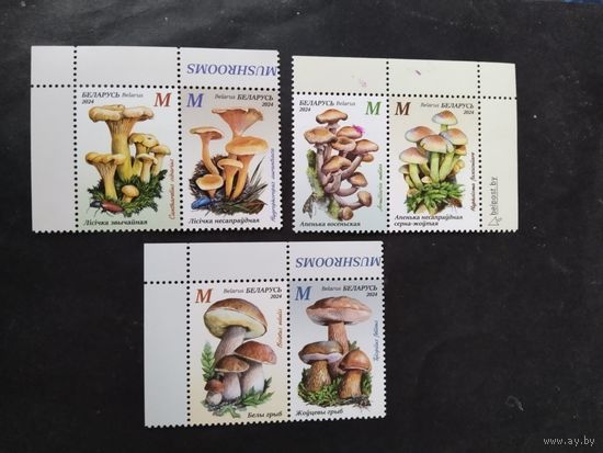 Беларусь  2024 6 м грибы